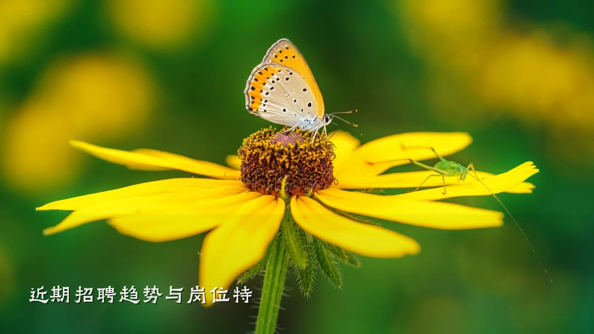 近期招聘趋势与岗位特